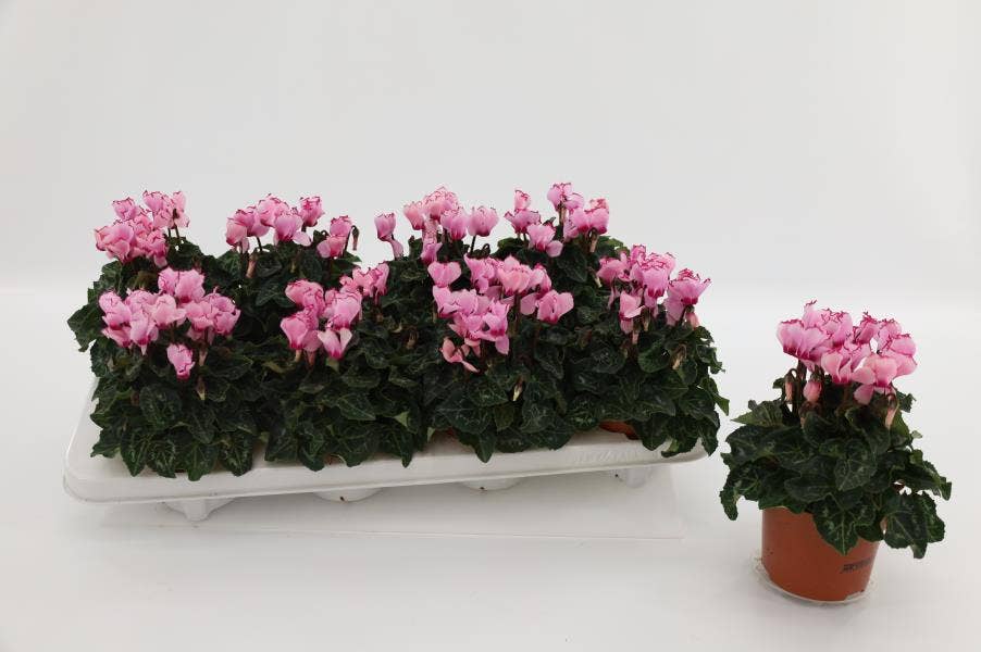 Cyclamen Victoria Pink