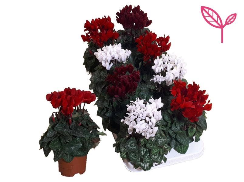 Cyclamen-KERST MIX 3 KLEUR