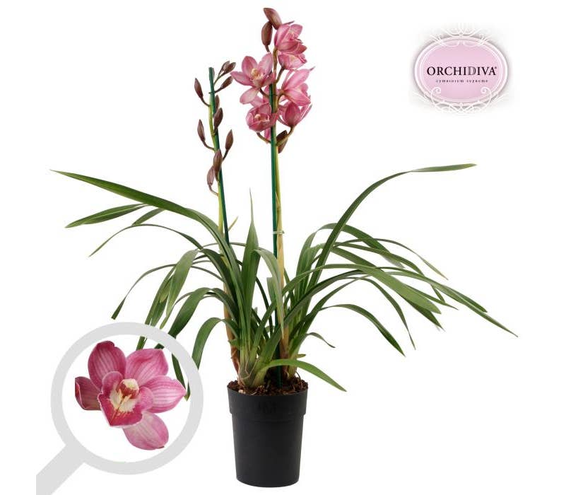 Cymbidium dark pink