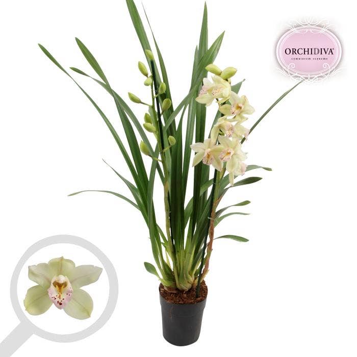 Cymbidium green