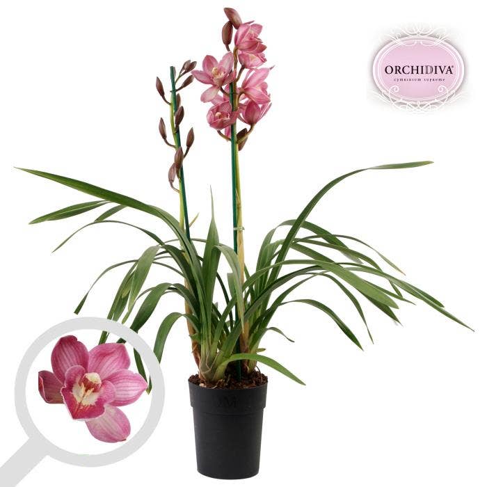 Cymbidium light pink