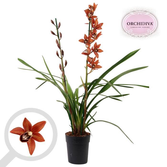 Cymbidium orange