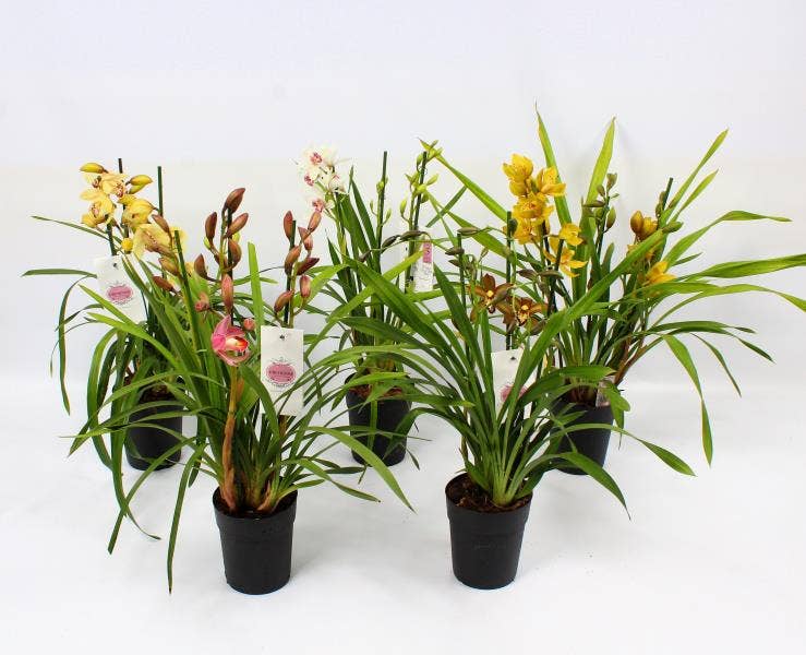 Cymbidium piccobello 3-4 branch