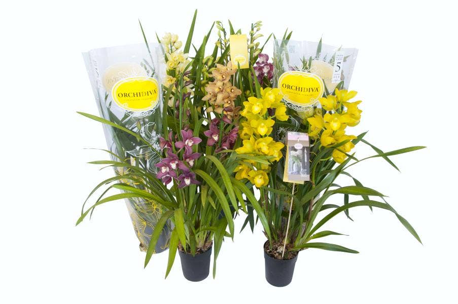 Cymbidium piccobello 3-stem