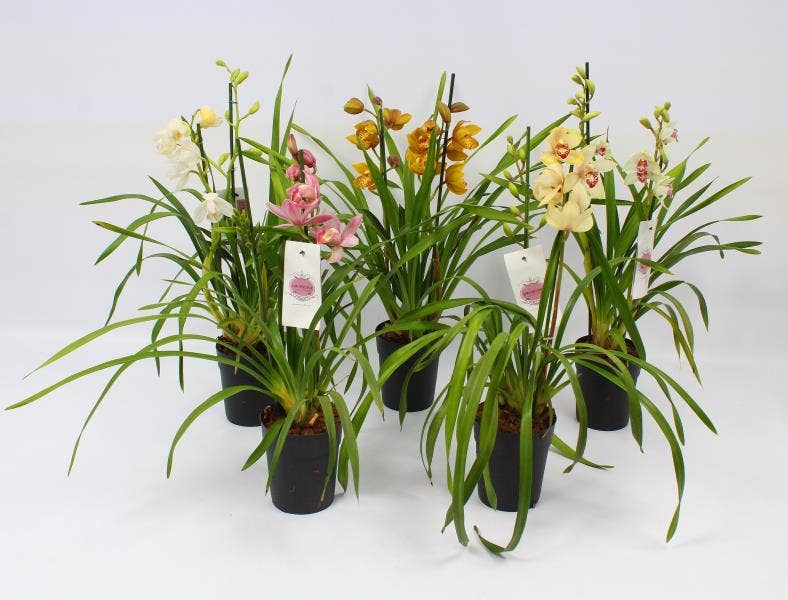 Cymbidium piccobello
