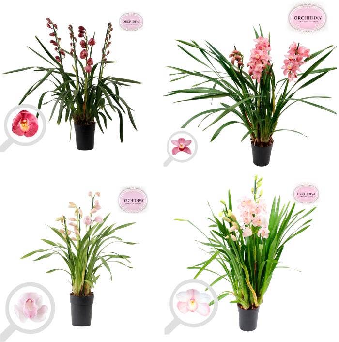 Cymbidium Pink 3-4 tak