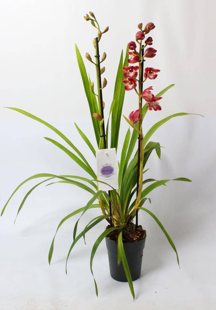 Cymbidium red