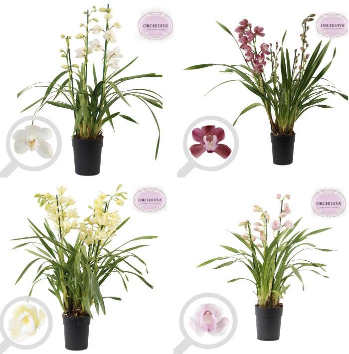 Cymbidium Valentine 3-4