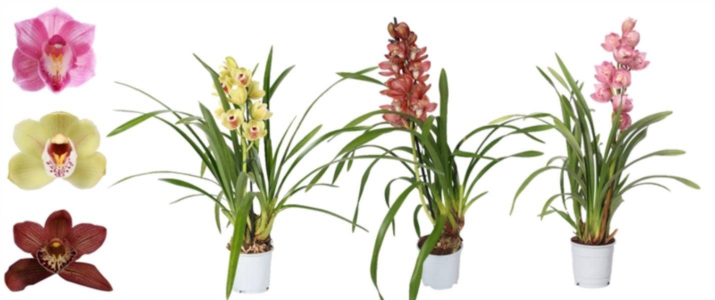 Cymbidium 