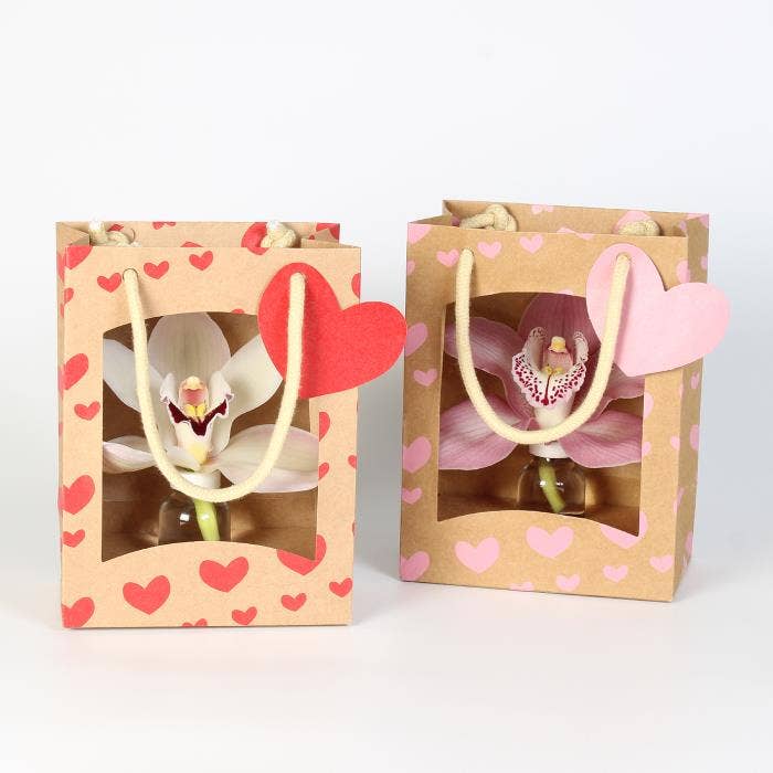 Cymbidium