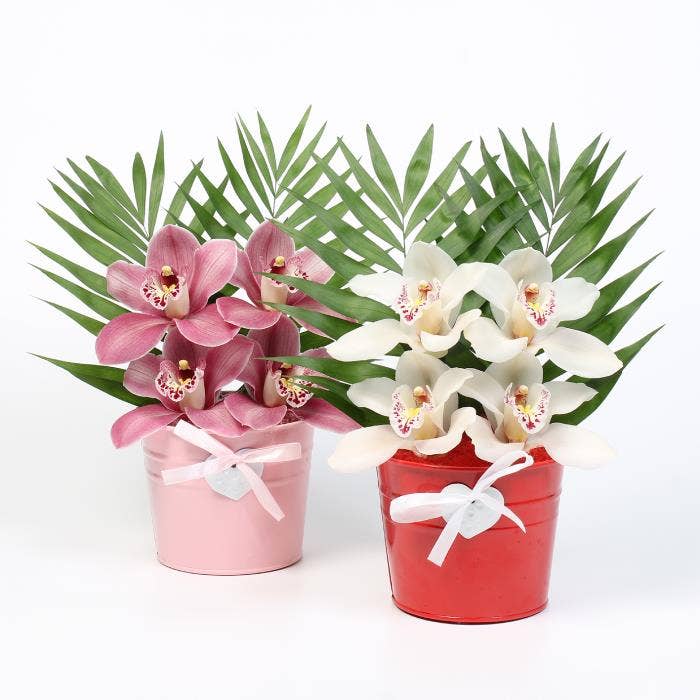 Cymbidium