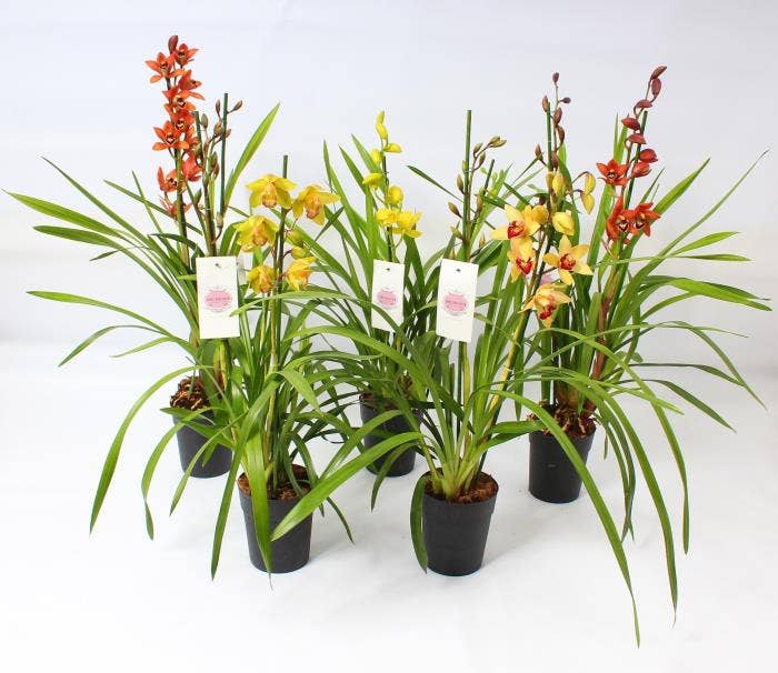 Cymbidium