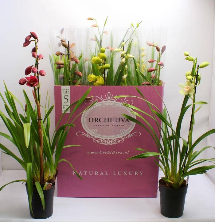 Cymbidium