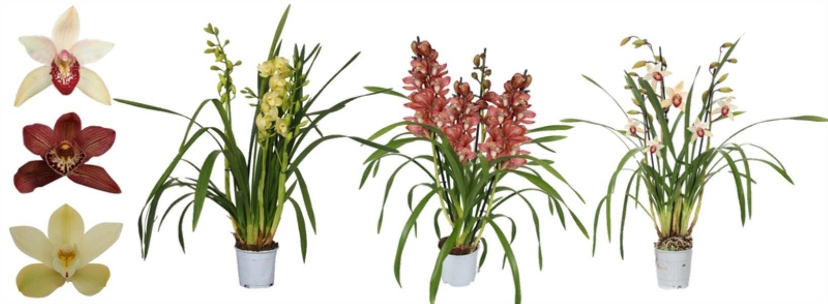 Cymbidium