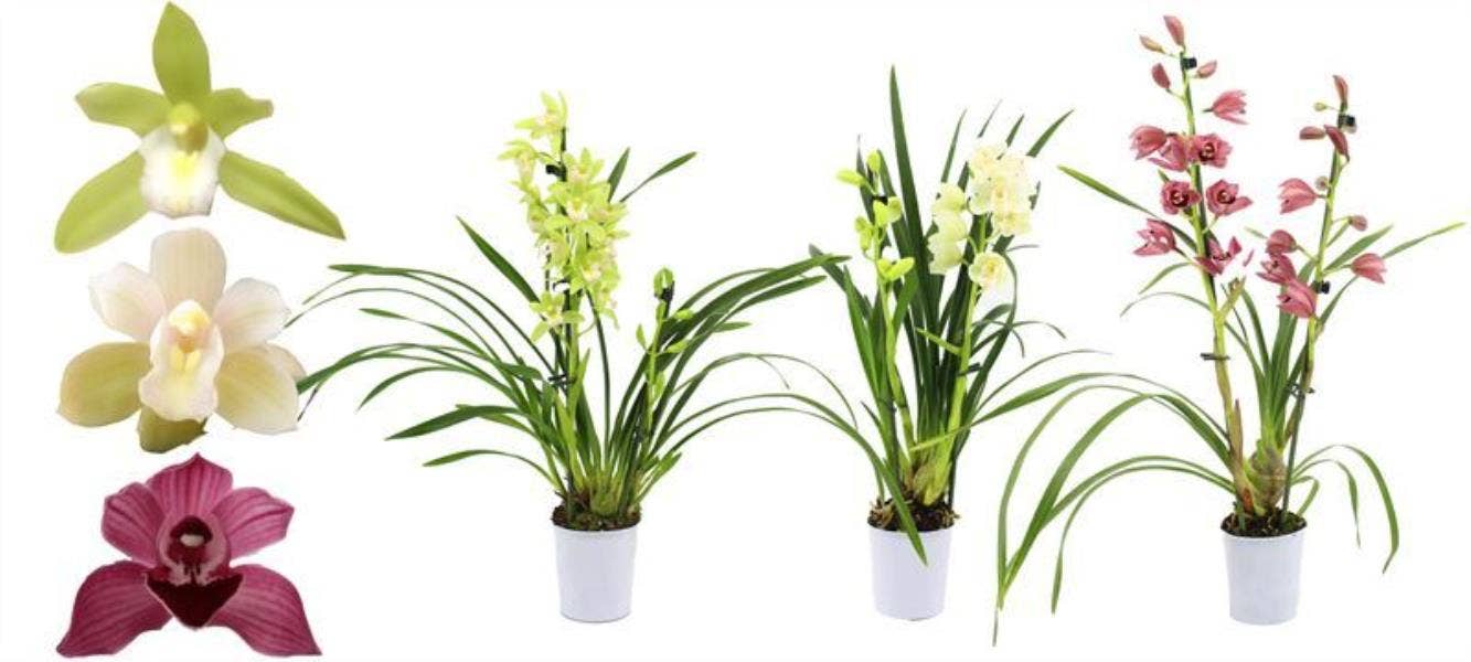 Cymbidium