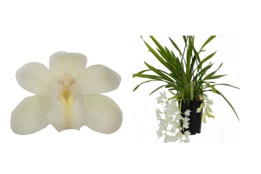 Cymbidium