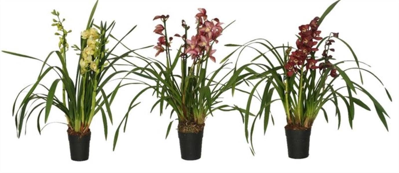 Cymbidium