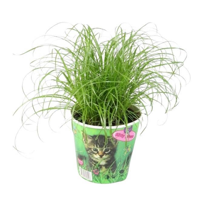 Cyperus alt. Zumula in Cup PET
