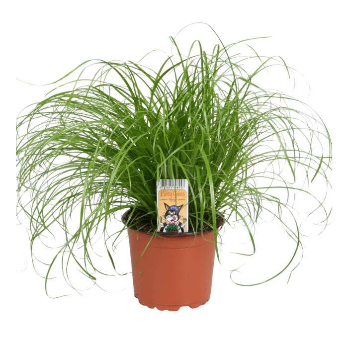 Cyperus alt. Zumula PET
