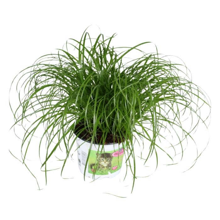 Cyperus alt. Zumula PET