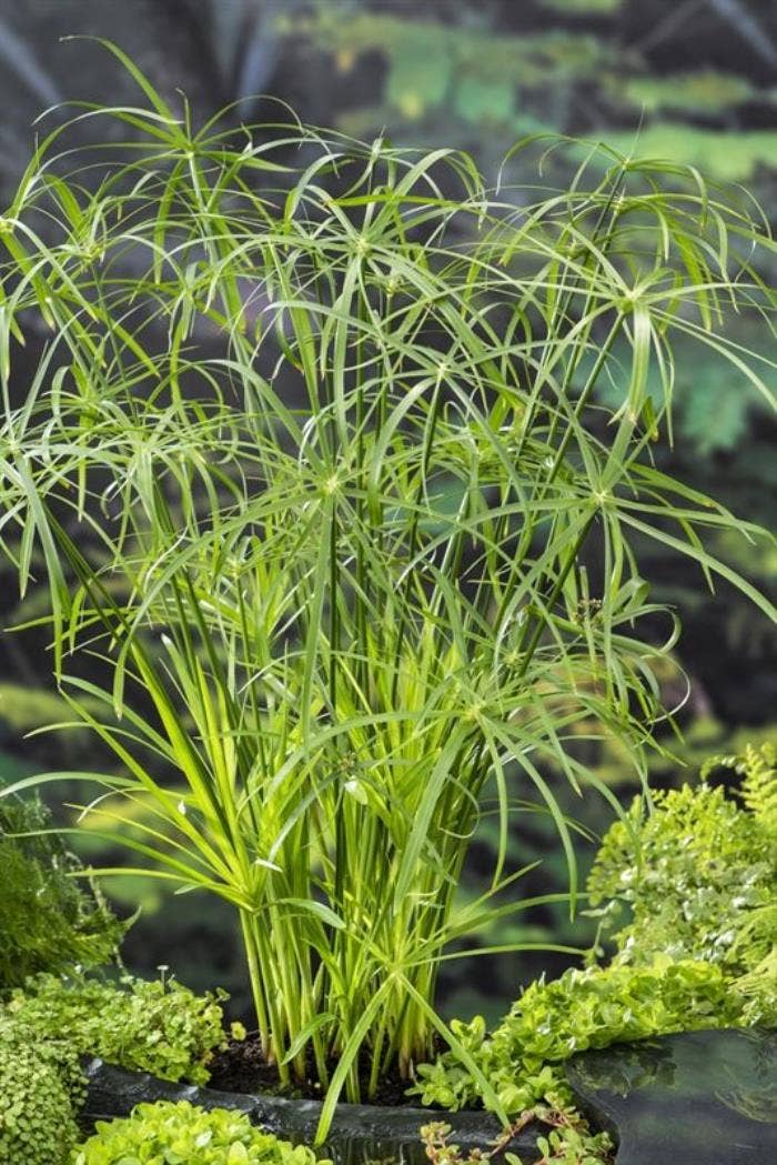 Cyperus alternifolius 