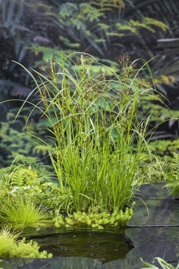Cyperus longus
