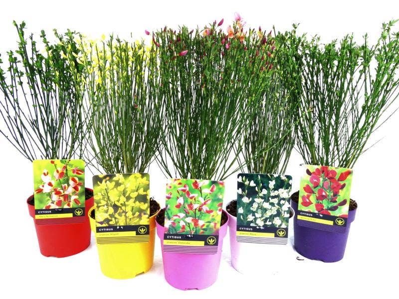 Cytisus in coloured pot