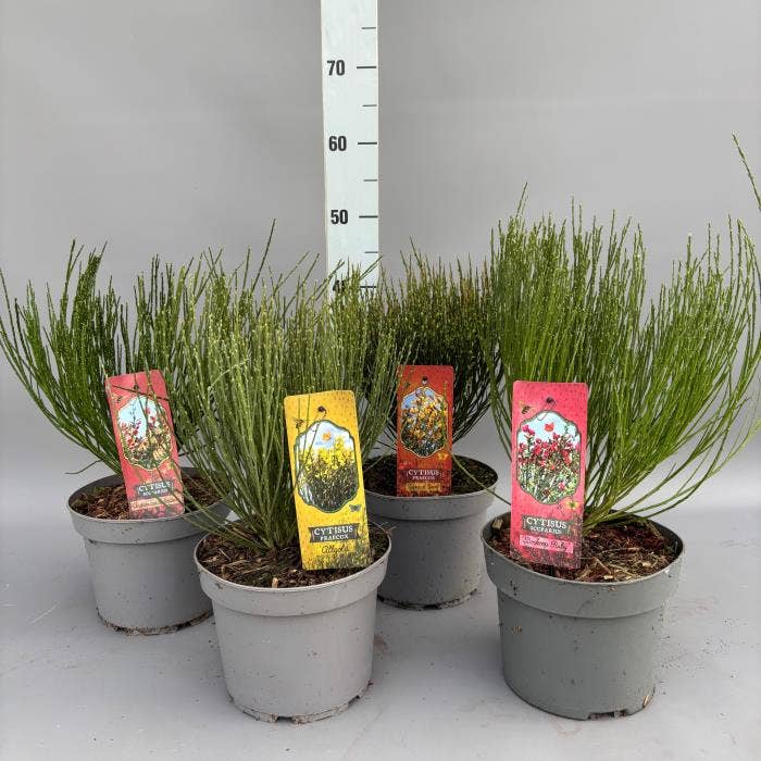Cytisus