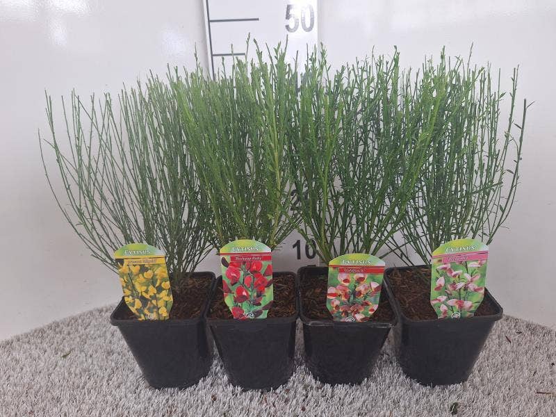 Cytisus