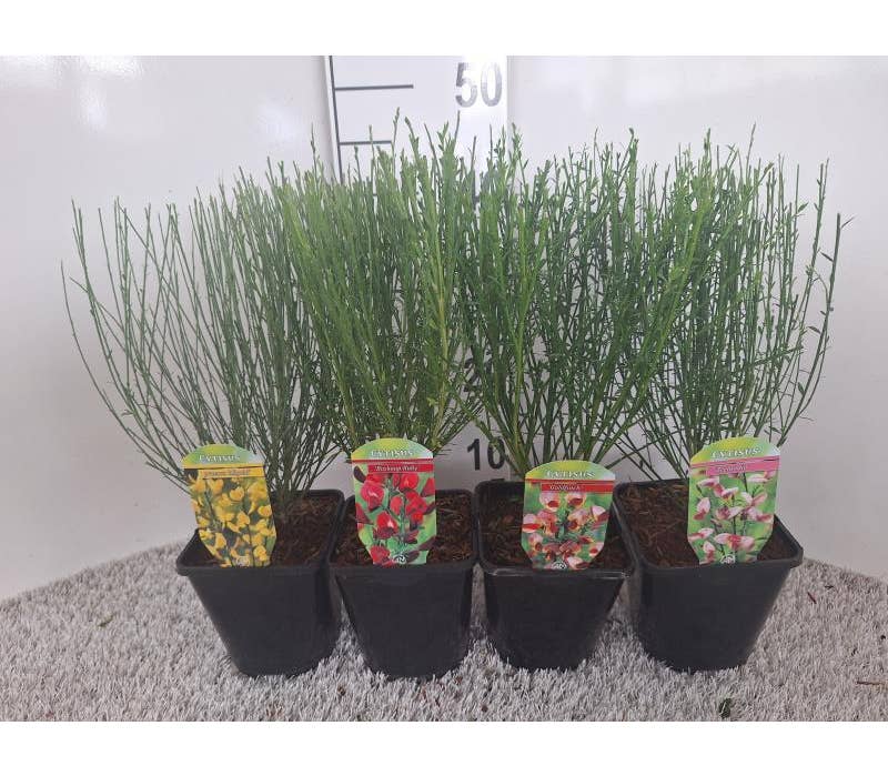 Cytisus