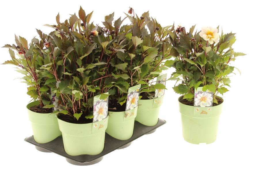 Dahlia 'Dreamy Day's'