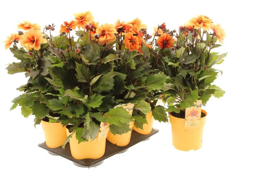 Dahlia 'Dreamy Eyes'