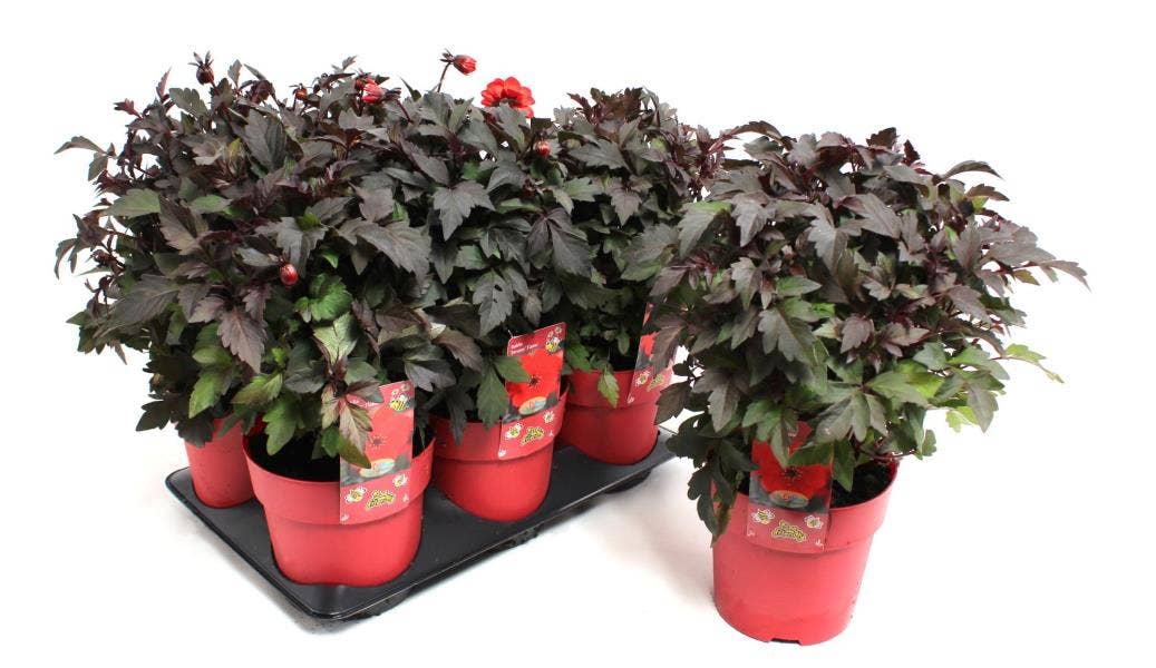 Dahlia 'Dreamy Flame'