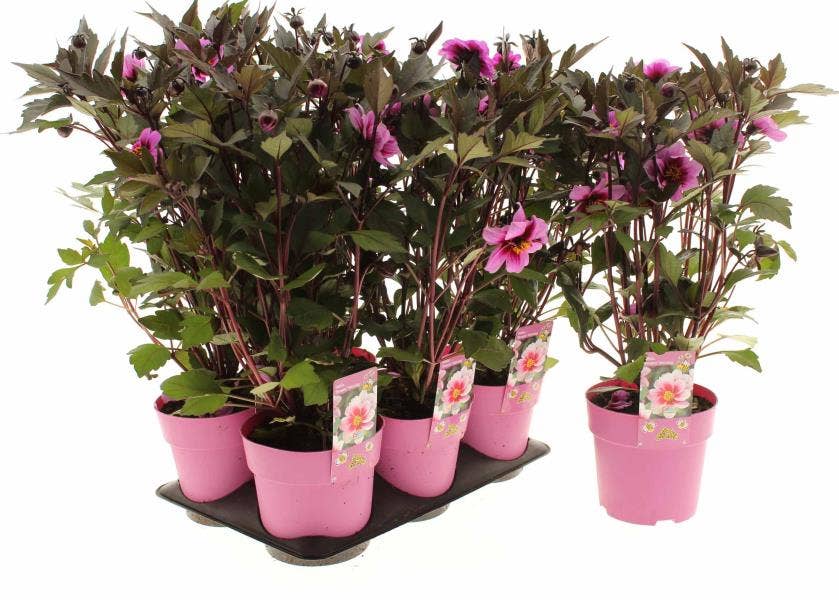 Dahlia 'Dreamy Morning'