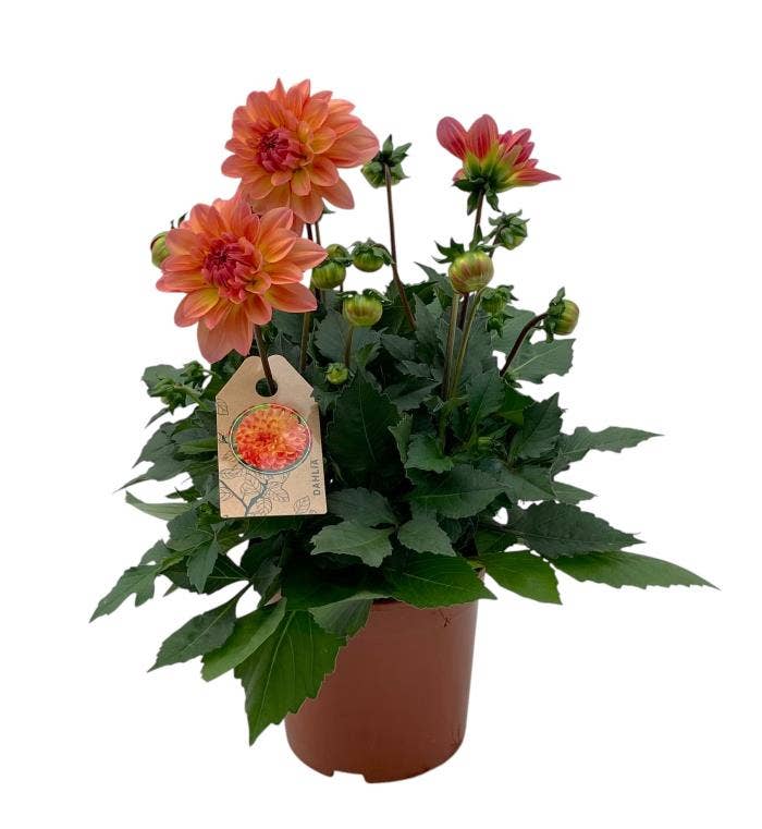 Dahlia 'Gardenetta Peach'