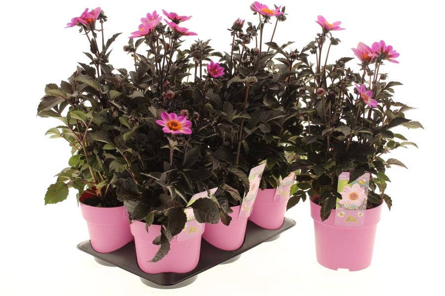 Dahlia 'Happy Day's Pink'