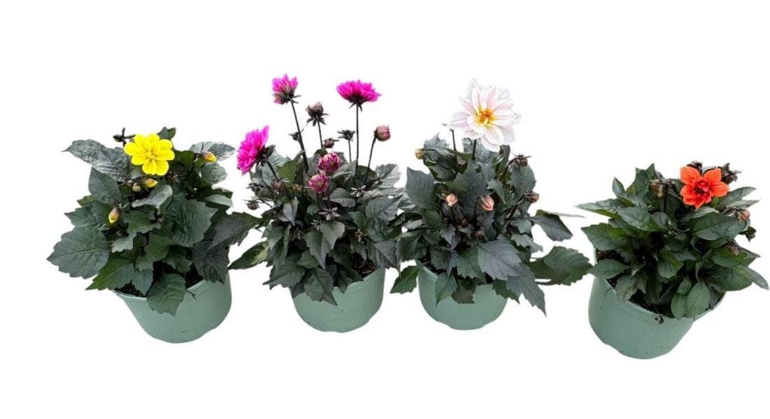 Dahlia 'Happy Days' 