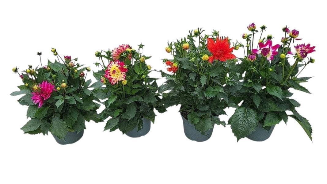 Dahlia Labella 'Maggoire'