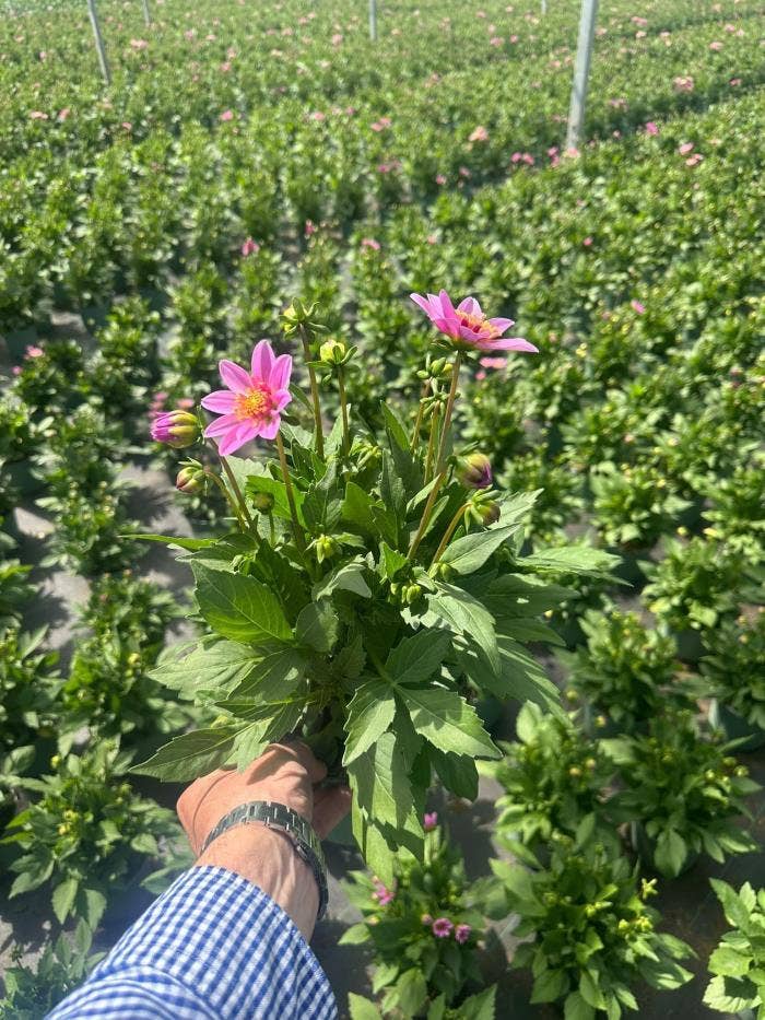 Dahlia 'Starburst Pink'