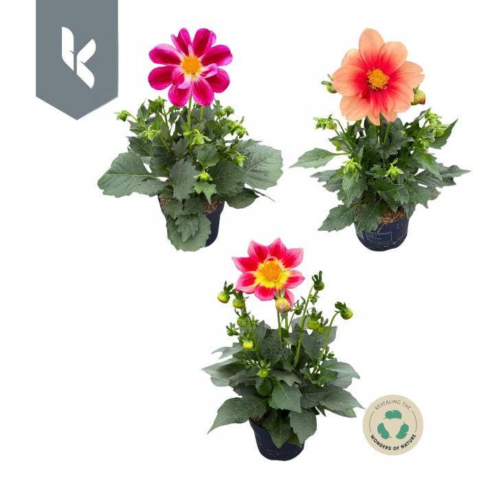Dahlia Summerbees
