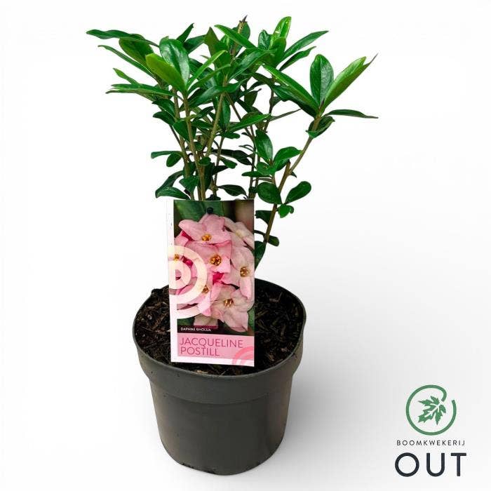 Daphne bholua 'Jacqueline Postill'