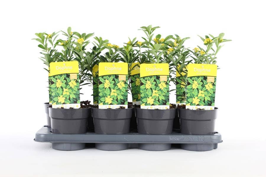 Daphne gem. 'Royal Crown'