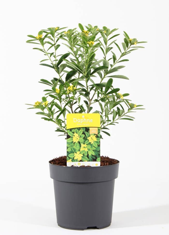 Daphne gem. 'Royal Crown'