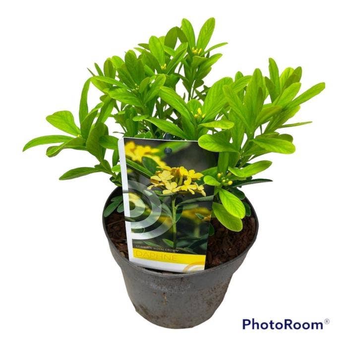 Daphne gem. 'Royal Crown'