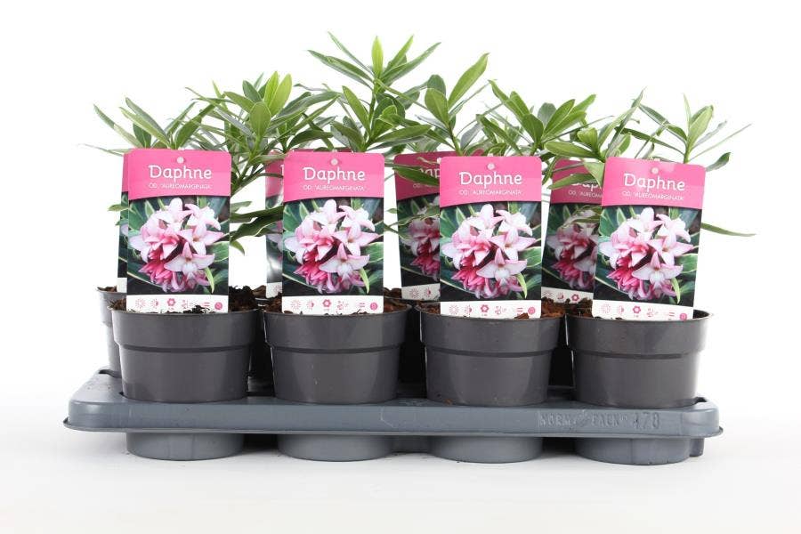 Daphne od. 'Aureomarginata'