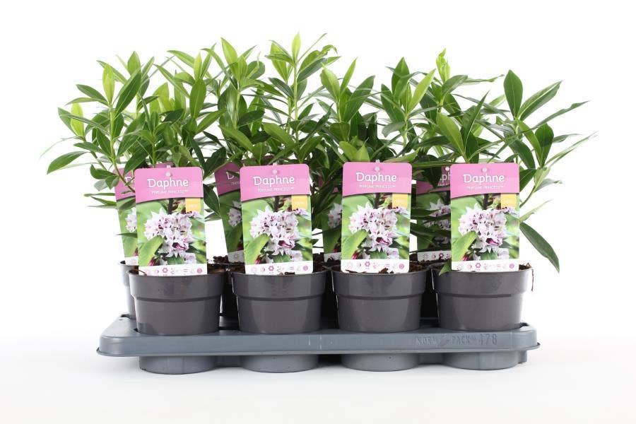 Daphne od. 'Perfume Princess'