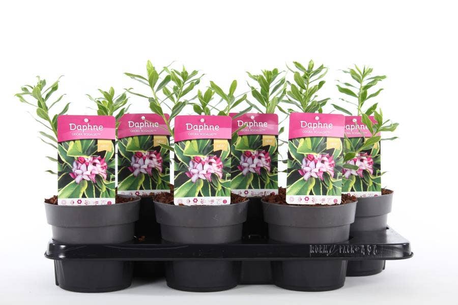 Daphne odo. 'Rogalski'