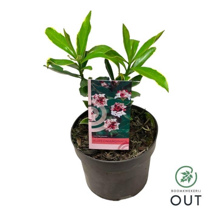 Daphne odora 'Aureomarginata'