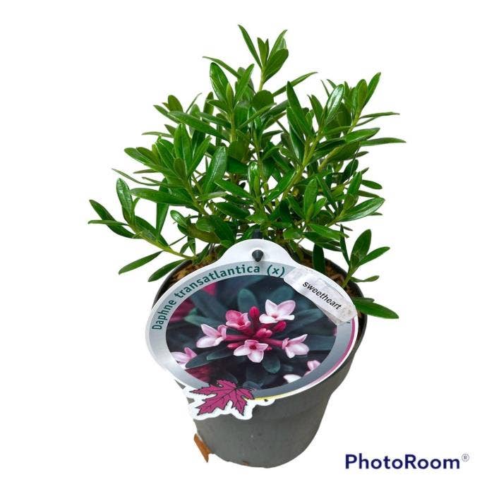 Daphne odora 'Sweetheart'