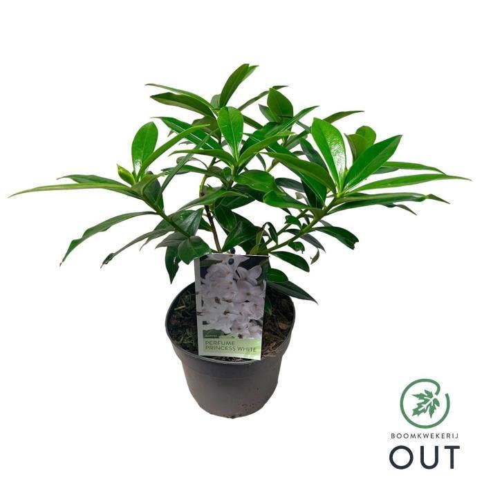 Daphne 'Perfume Princess White'